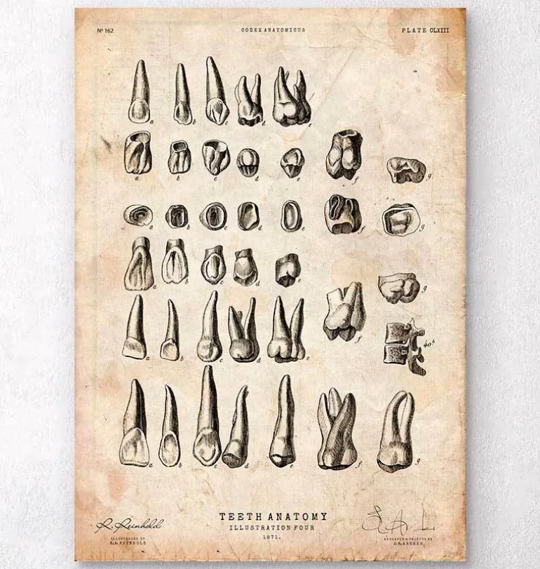 Tableau des dents vintage