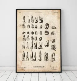 Tableau des dents vintage