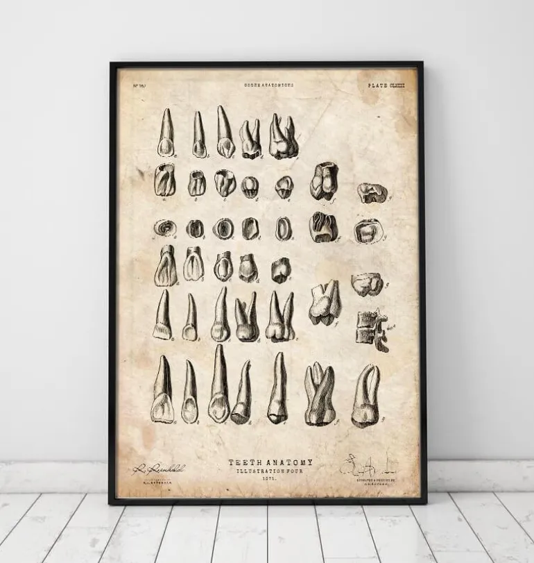Tableau des dents vintage