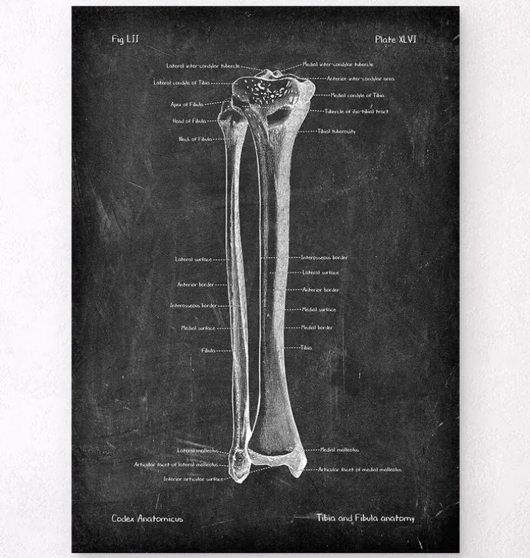 Tibia et fibula - Chalkboard