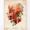 Tête, cerveau et artères - Floral - Vieux papier