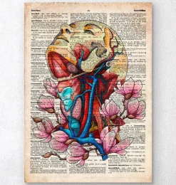 Tête, cou et artères - Page du dictionnaire