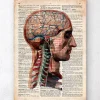 Tête et cerveau - Dictionnaire