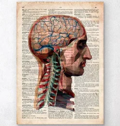 Tête et cerveau - Dictionnaire