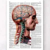 Tête et cerveau - Page du dictionnaire