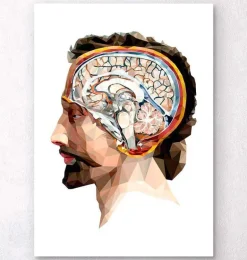 Tête et cerveau géométriques II