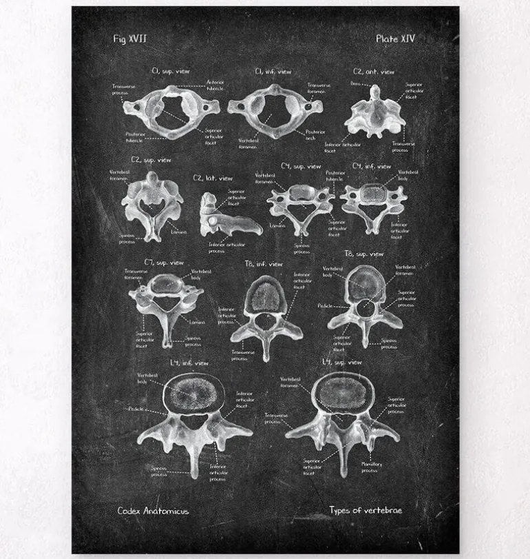 Types de vertèbres - Chalkboard