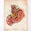 Ulcère gastrique - Floral - Vieux Papier