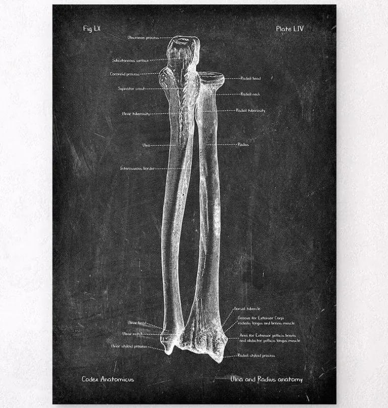 Ulna et radius - Chalkboard