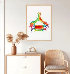 Vertèbre cervicale - Aquarelle