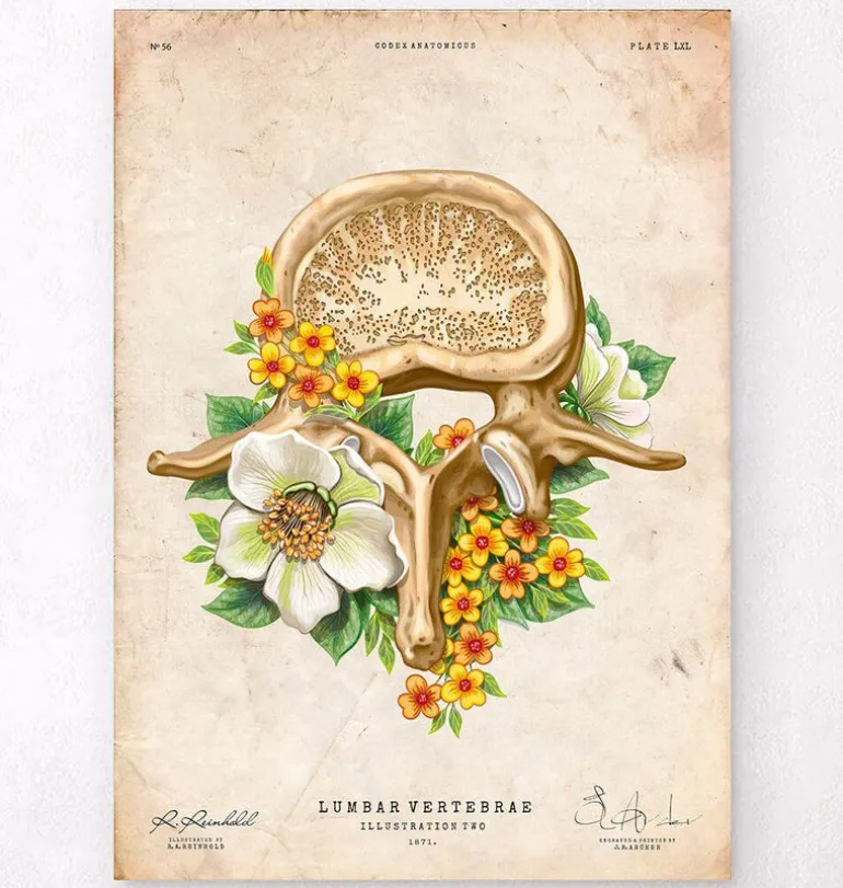Vertèbre lombaire - Floral - Vintage