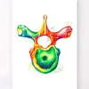Vertèbre thoracique - Aquarelle