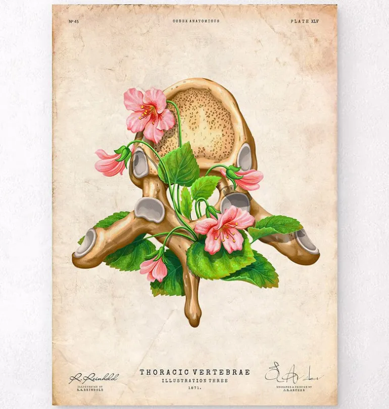Vertèbre thoracique - Floral - Vintage