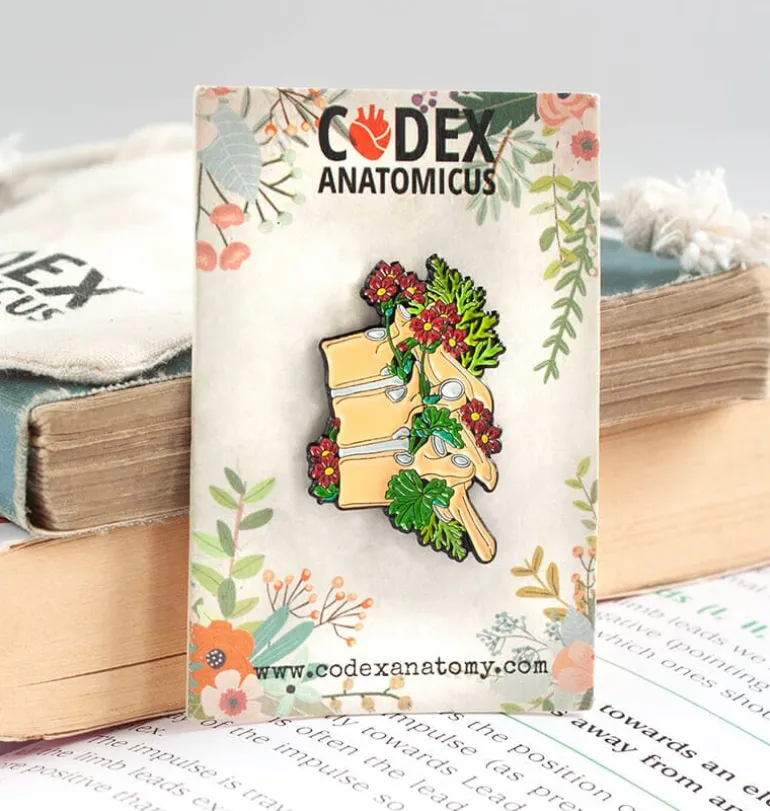 Vertèbres thoraciques - Pins